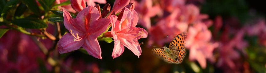Blumen 1004 © K.-U. Häßler