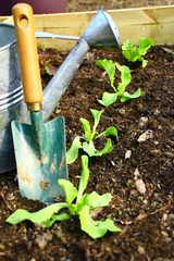 plantation de salade, au jardin au printemps