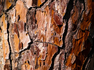 Tree bark as nature background.