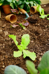 plantation de salade, au jardin au printemps