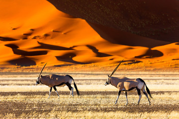 Oryx antelope and orange dunes in Sossusvlei - Namib - Namibia