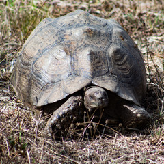 giant turtle or tortoise in the african bush