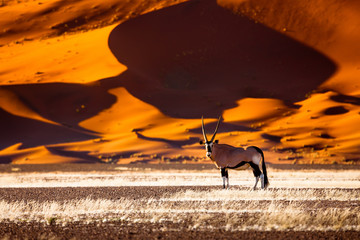 Oryx antelope and orange dunes in Sossusvlei - Namib - Namibia