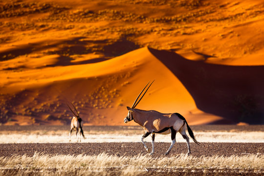 Oryx antelope and orange dunes in Sossusvlei - Namib - Namibia
