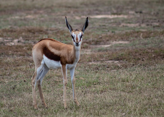 Naklejka na ściany i meble Young springbock foals roaming in the african bush