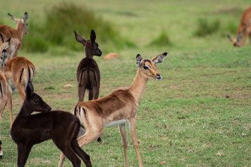 group of springbocks relaxing in the african meadow
