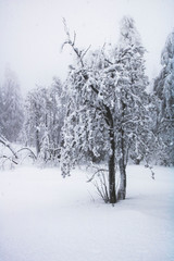 Bäume im Schnee