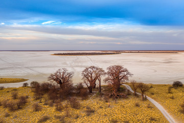 Baines baobab from Nxai Pan National Park - Botswana