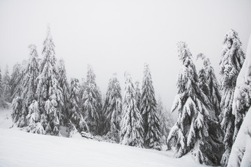 Bäume im Schnee