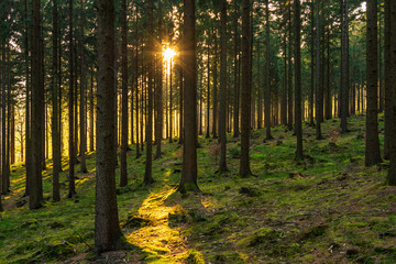 Sunset in a spring forest in Germany