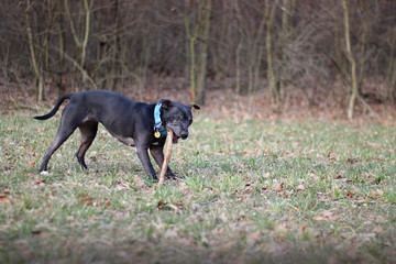 black dog in the meadow