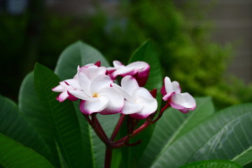  Colorful flowers in the garden.Plumeria flower blooming.Beautiful flowers in the garden Blooming in the summer.
