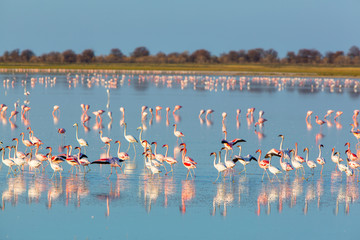 Flamingos on salt pan in Naye-Naye Concession Area - Namibia