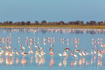 Flamingos on salt pan in Naye-Naye Concession Area - Namibia