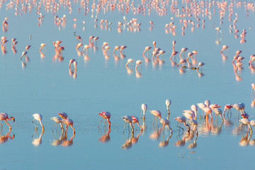 Obraz premium Flamingos on salt pan in Naye-Naye Concession Area - Namibia
