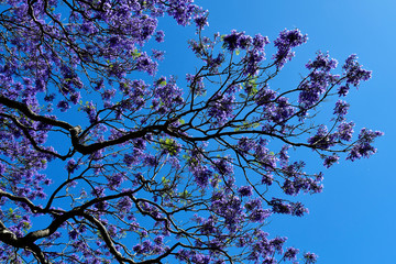 Australia, NSW, Sydney, Jacaranda Tree