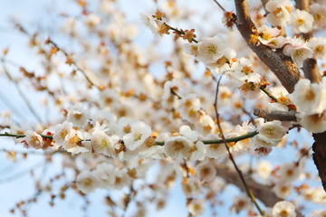 日本の春に咲く白い梅の花