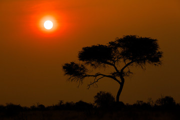 Fototapeta na wymiar Tree in sunset on bank of Kwando river - Namibia