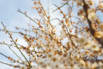 日本の春に咲く白い梅の花