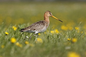 Godwit in grass field in Friesland (The Netherlands)