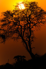 Tree in sunset on bank of Kwando river - Namibia