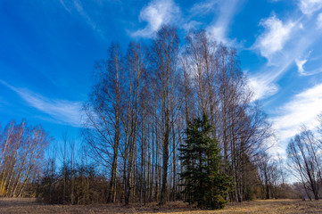 Early spring landscape with tall deciduous trees