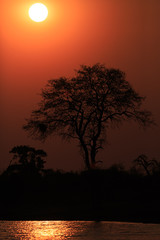 Fototapeta na wymiar Tree in sunset on bank of Kwando river - Namibia