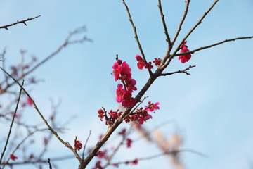 日本の春に咲くピンク色の梅の花