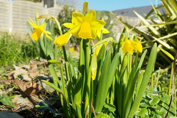 Spring Flowers In The Garden