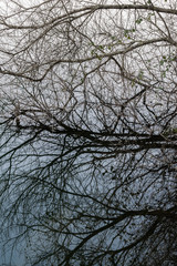 Branches of a tree reflected in the water