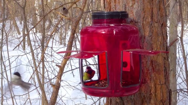 Birds eat seeds in the feeder - The great tit (Parus major), Eurasian blue tit (Cyanistes caeruleus), The coal tit (Periparus ater)