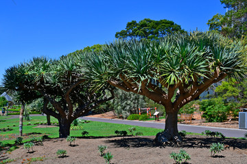 Fototapeta na wymiar Australia, NSW, Sydney, Botanic Garden