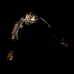 Flying eagle owl in darkness