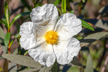 White rock-rose flower