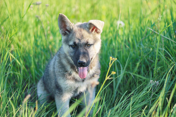 Puppy german shepherd in grass