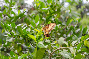 Butterfly Among Lime Leaves