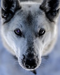 portrait of a siberian husky dog