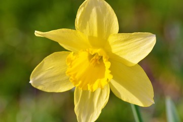 Fototapeta premium yellow daffodil on green background