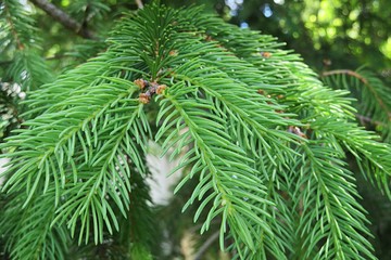 Beautiful green fir tree branches in the forest, closeup