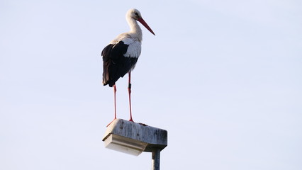 Storch auf Strassenlampe stehend, nach rechts schauend