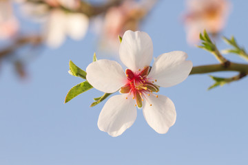 Almond tree white flower