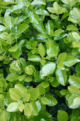 light reflected leaf