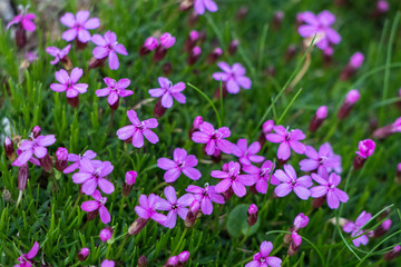 Moss campion in the mountains