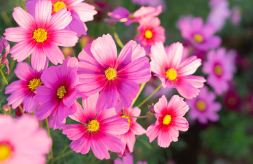 Fototapeta na wymiar Closeup beautiful pink cosmos flower with blue sky background, selective focus