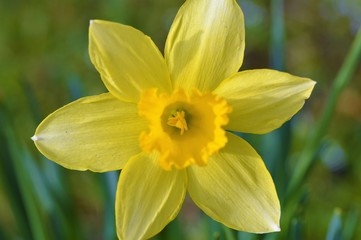 A colourful Spring daffodil