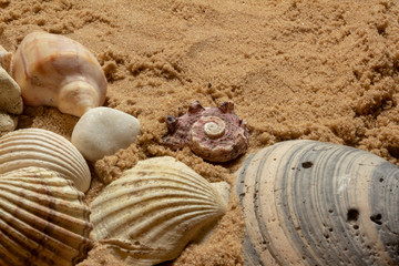 Snails on the beach. Bark of ancient snails dragged by the sea.
