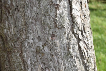 Tree bark close up