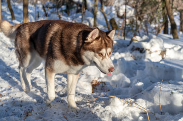 Portrait of brown siberian Husky dog on winter background. 
