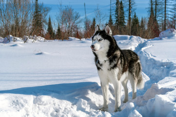 Portrait of black and white siberian Husky dog on winter sunny background. Copy space