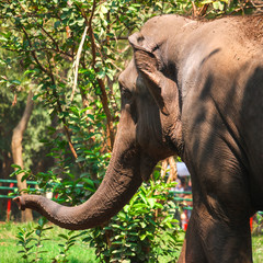Fototapeta premium A Elephant